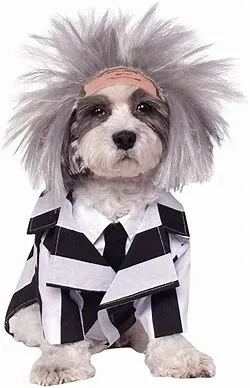 BeetleJuice Pet Costume