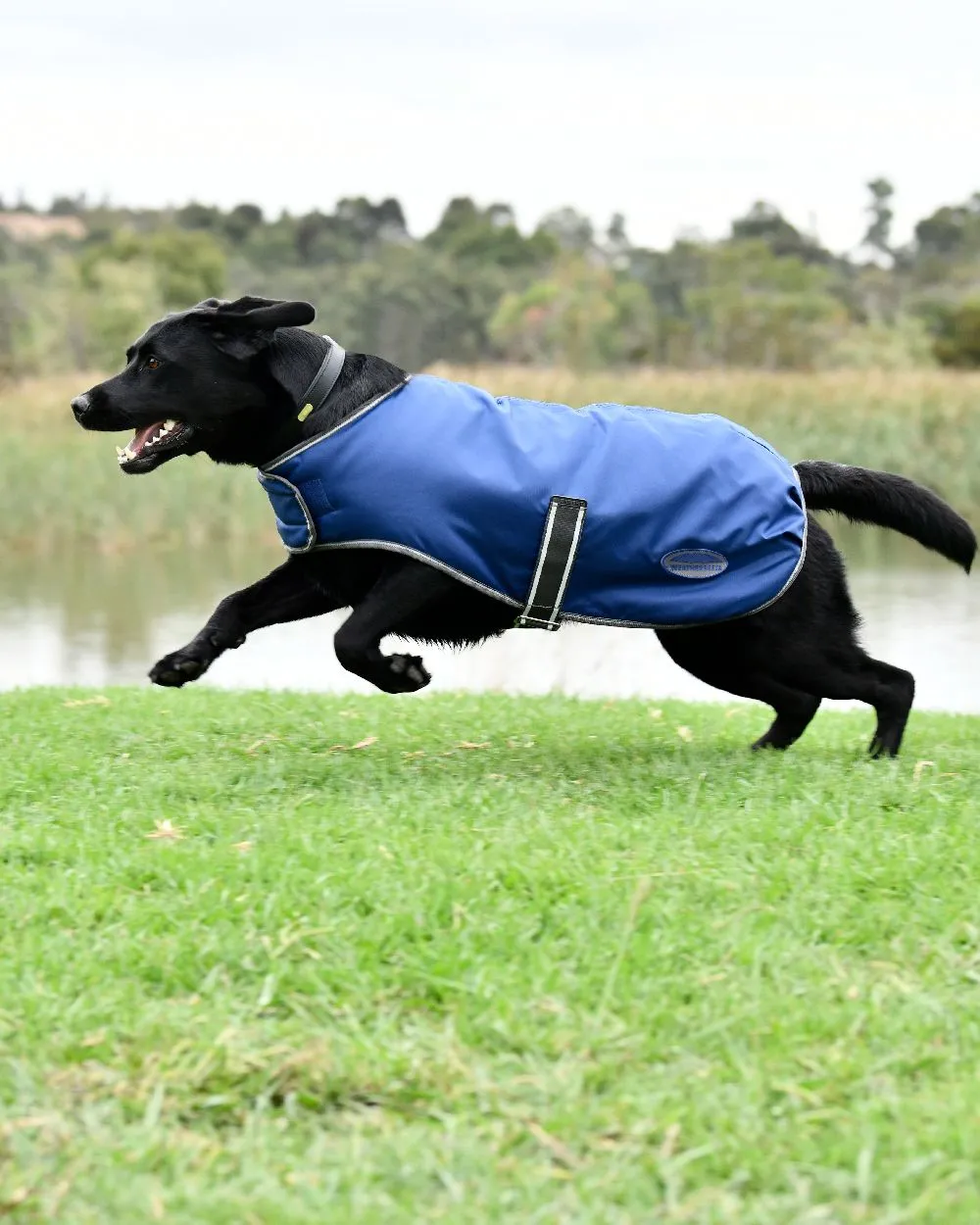 WeatherBeeta ComFiTec Windbreaker Free Dog Coat